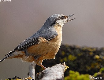 Animali 233